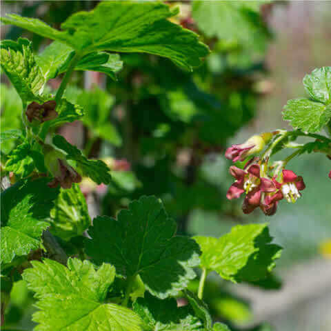 RIBES PETRAEUM