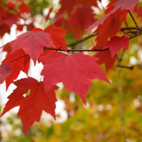 ACER RUBRUM - Red Maple