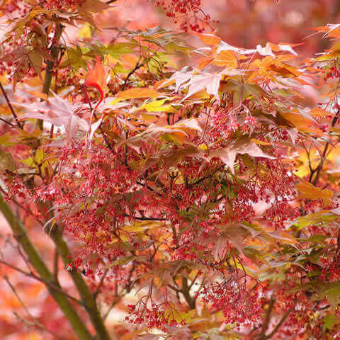 ACER RUBRUM