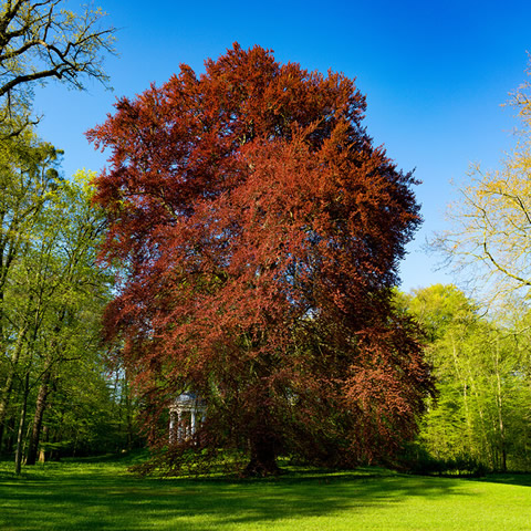 ACER RUBRUM