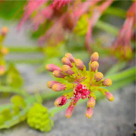ALBIZIA LEBBECK