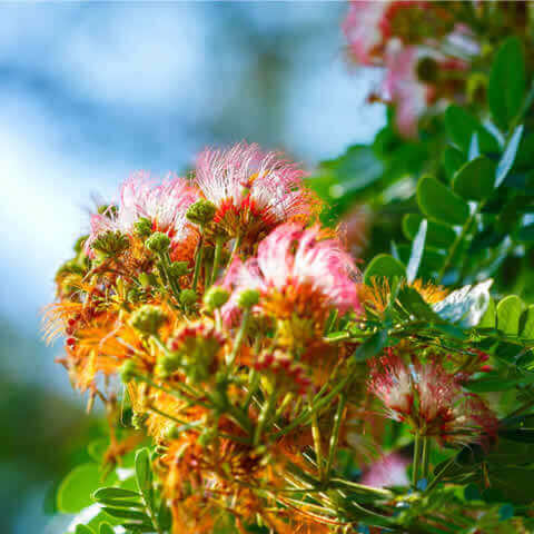 ALBIZIA LEBBECK
