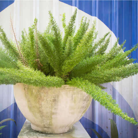 ASPARAGUS DENSIFLORUS Myersii - Fox Tail Fern