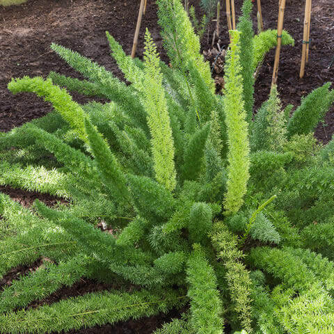ASPARAGUS DENSIFLORUS cv. Myersii