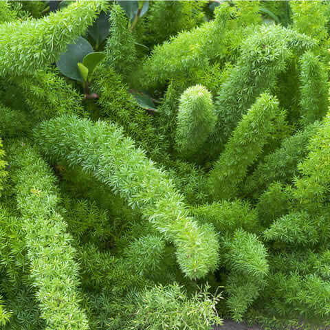 ASPARAGUS DENSIFLORUS cv. Myersii