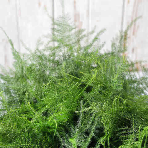 ASPARAGUS PLUMOSUS NANUS - Asparagus Fern