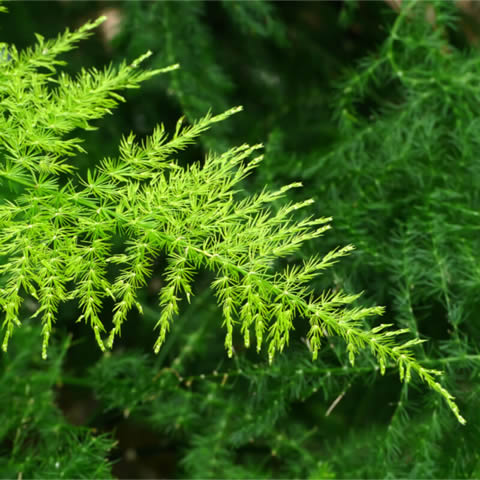 ASPARAGUS SETACEUS (A.plumosus)