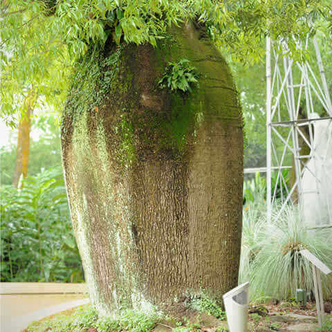 BRACHYCHITON RUPESTRIS - rbol botella de Queensland 