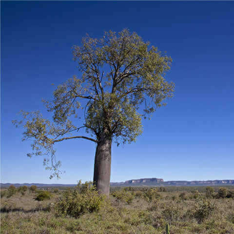 BRACHYCHITON RUPESTRIS - rbol botella de Queensland 