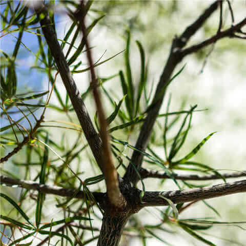 BRACHYCHITON RUPESTRIS