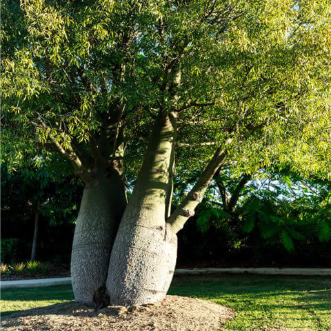 BRACHYCHITON RUPESTRIS
