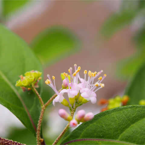 CALLICARPA JAPONICA