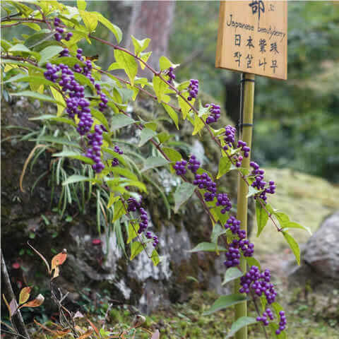 CALLICARPA JAPONICA