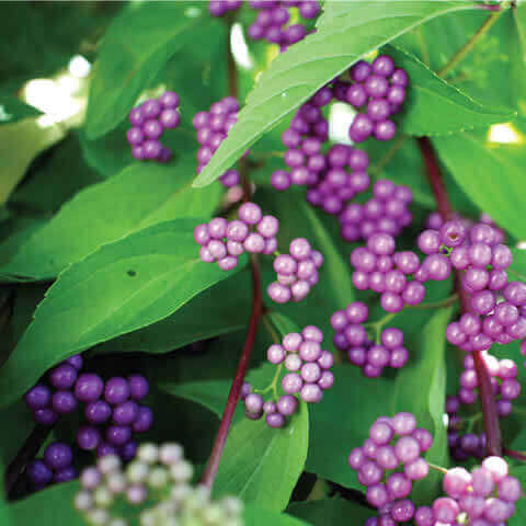 CALLICARPA JAPONICA