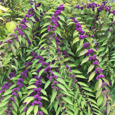 CALLICARPA JAPONICA