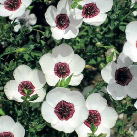 LINUM GRANDIFLORUM Bright Eyes - Flax