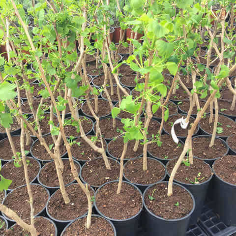 GINKGO BILOBA - Arbol de los cuarenta escudos