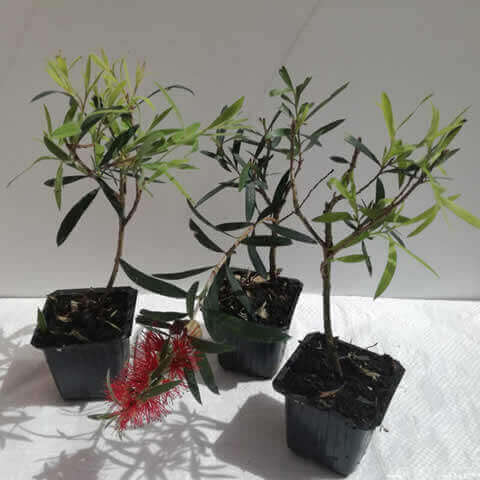 CALLISTEMON Kings Park Special G7.5cm - 05-2018