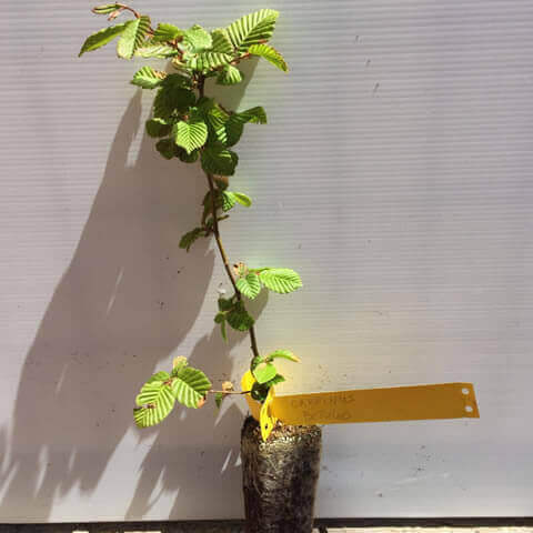 CARPINUS BETULUS Alv. 05-2018