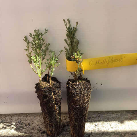 CYTISUS ALBUS (C. multiflorus)  Alv. 05-2018
