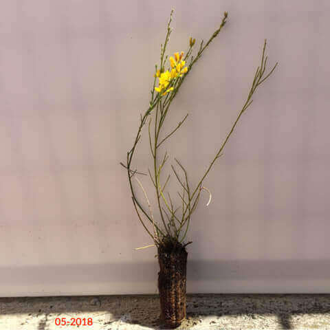 CYTISUS SCOPARIUS Alv. 05-2018