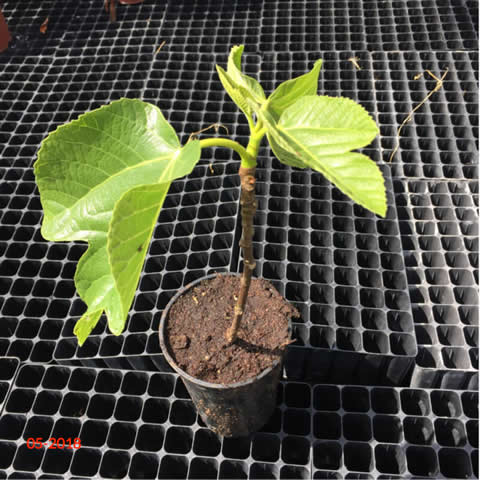 FICUS CARICA Coll de Dama Blanca C1.5L - 05-2018