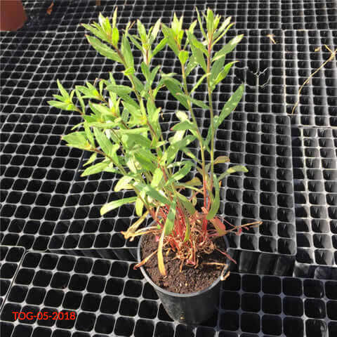 GAURA LINDHEIMERI C1.5L - 05-2018