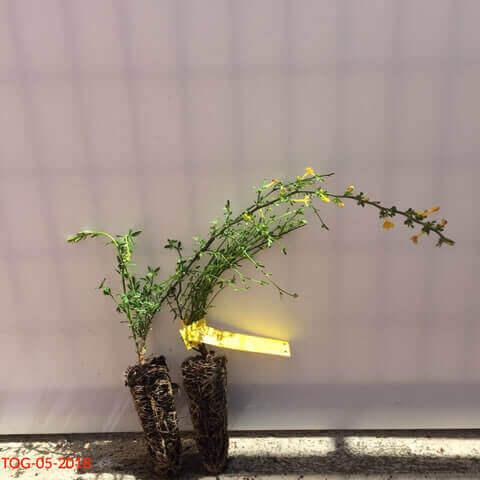 GENISTA CINEREA Alv. 05-2018