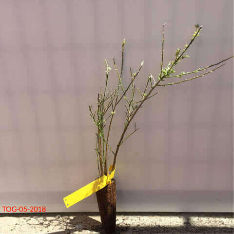 GENISTA FLORIDA - Retama blanca