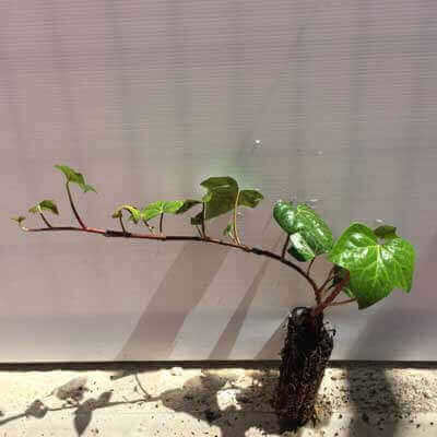 HEDERA HIBERNICA - Hiedra atlntica