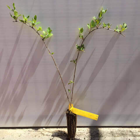 LONICERA ETRUSCA - Madreselva