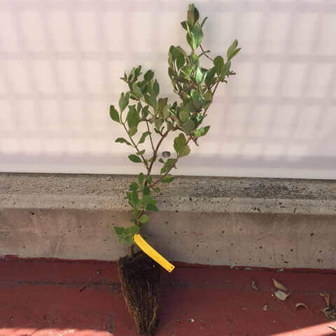 LONICERA PERICLYMENUM - Alv - 05-2018