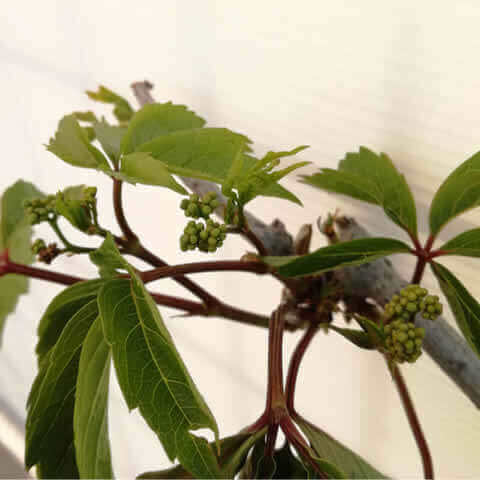 PARTHENOCISSUS QUINQUEFOLIA