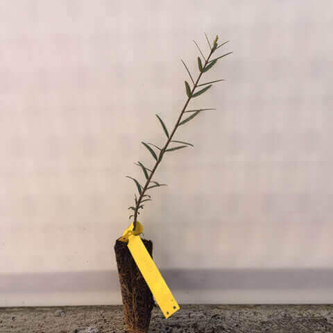 PHILLYREA ANGUSTIFOLIA Alv 052018