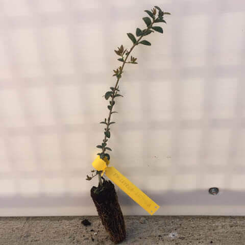 PHILLYREA LATIFOLIA Alv 052018