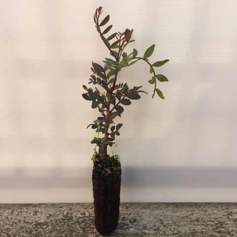 PISTACIA LENTISCUS Alv. 05-2018