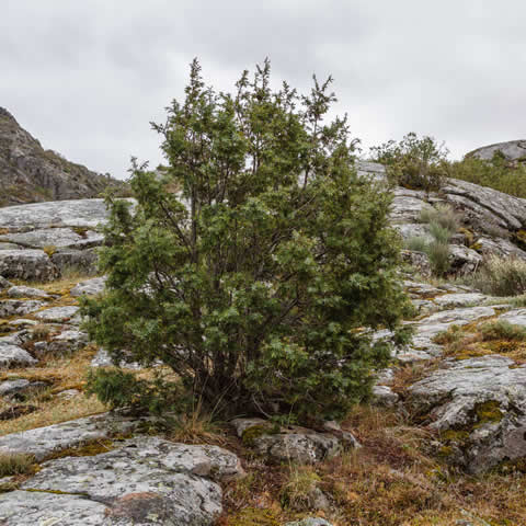 JUNIPERUS COMMUNIS