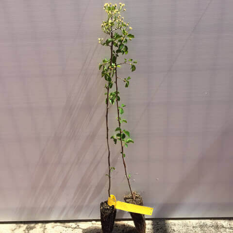 PRUNUS MAHALEB Alv 052018