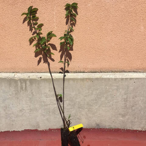 PRUNUS PADUS Alv 05 2018
