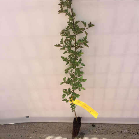 PRUNUS SPINOSA Alv 05-2018