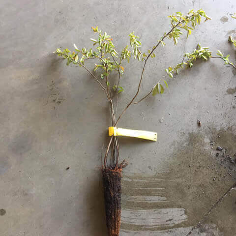PYRACANTHA COCCINEA Alv. 05-2018
