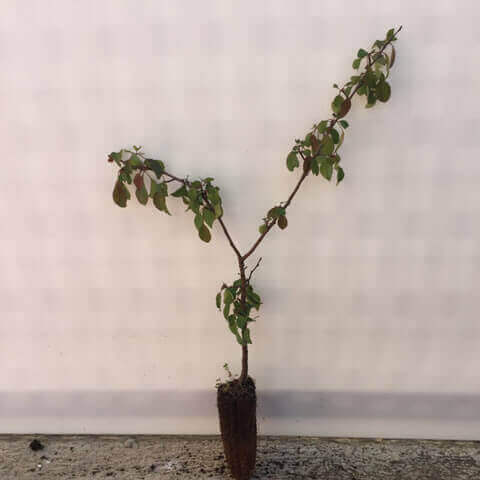 PYRUS COMMUNIS Alv. 05-2018