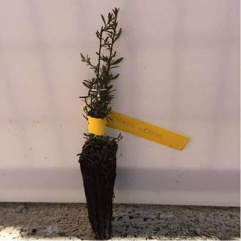 RHAMNUS LYCIOIDES - Alv. 05-2018