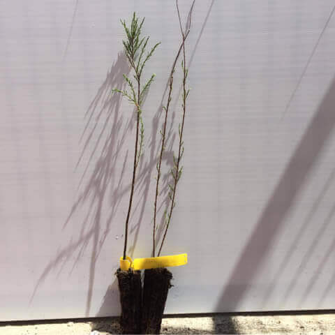 TAMARIX AFRICANA - Alv. 05-2018