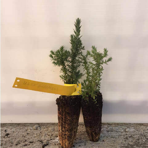 ULEX EUROPAEUS - Alv. 05/2018