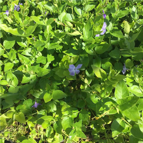 VINCA MAJOR - M14 cm - 052018