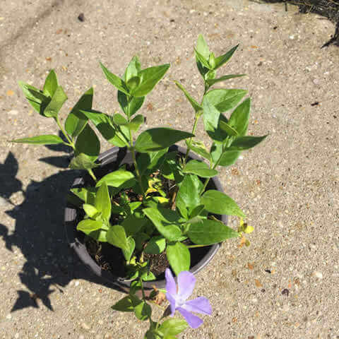 VINCA MINOR M. 052018