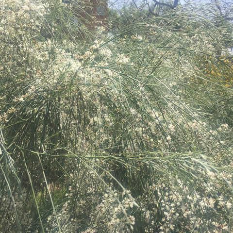 RETAMA MONOSPERMA
