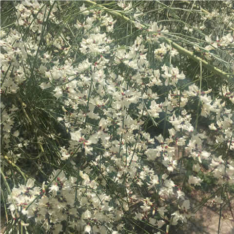 RETAMA MONOSPERMA