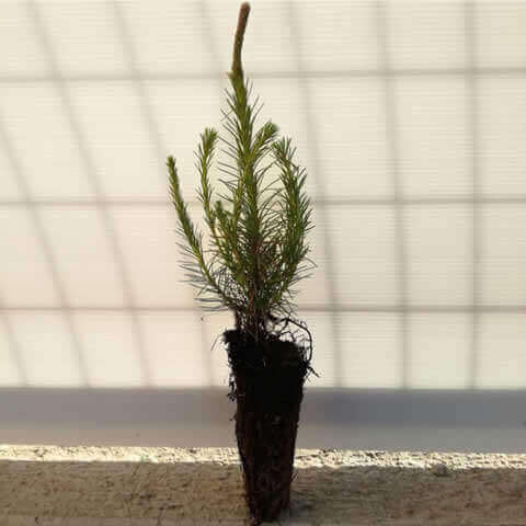 PINUS SYLVESTRIS - Alv - 052018